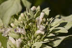 Clustered mountainmint